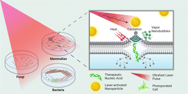 Graphical abstract: Nanoparticle-Mediated Photoporation: Expanding Horizons in Drug Delivery