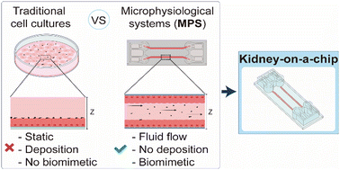 Graphical abstract: A microphysiological system for handling graphene related materials under flow conditions