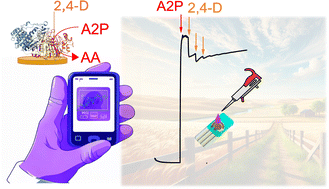 Graphical abstract: Ultrasensitive detection of 2,4-dichlorophenoxyacetic acid by inhibiting alkaline phosphatase immobilized onto a highly porous gold nanocoral electrode