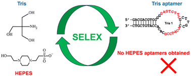 Graphical abstract: DNA aptamers for common buffer molecules: possibility of buffer interference in SELEX