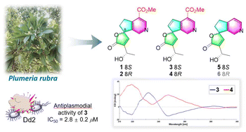 Graphical abstract: Spirocyclic iridoid alkaloids from Plumeria rubra