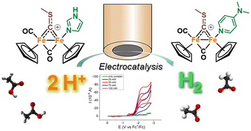 Graphical abstract: Effective electrocatalysts for hydrogen production from acetic acid by screening of monodentate ligands in cationic diiron hetero-carbyne complexes
