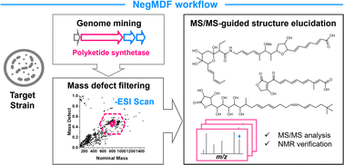 Graphical abstract: A metabologenomics strategy for rapid discovery of polyketides derived from modular polyketide synthases
