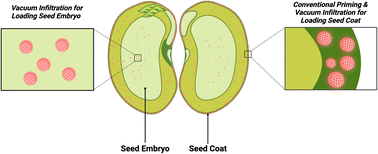 Graphical abstract: Vacuum infiltration for priming of soybean seeds: optimization and particle tracking using fluorescent silica nanoparticles