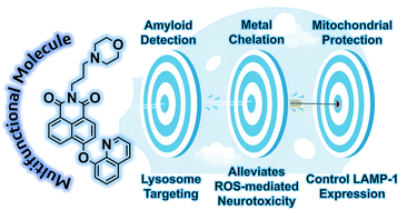Graphical abstract: Multifunctional hydroxyquinoline-derived turn-on fluorescent probe for Alzheimer's disease detection and therapy
