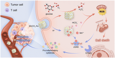 Graphical abstract: MnCO3–Au nanoparticles to enable catalytic tumor inhibition with immune activation