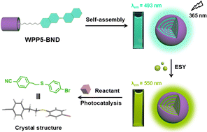 Graphical abstract: Enhanced emission in a supramolecular artificial light-harvesting system for a photocatalytic thiol–ene reaction