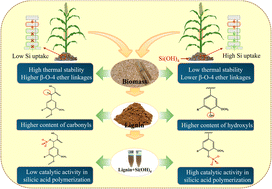 Graphical abstract: Silica biomineralization in plants alters the structure of lignin