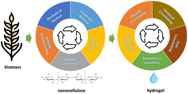 Graphical abstract: Nanocellulose hydrogels from agricultural wastes: methods, properties, and application prospects
