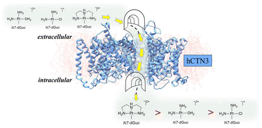 Graphical abstract: Exploring the interactions of N7-platinated guanosines with the hCNT3 transporter: a molecular dynamics study