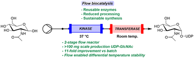 Graphical abstract: A modular, reusable biocatalytic flow system for UDP-GlcNAc production