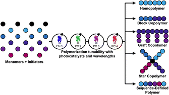 Graphical abstract: Leveraging reactivity to gain precise control over macromolecular structures with photocatalysis in reversible-deactivation radical polymerizations