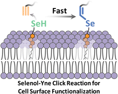 Graphical abstract: Efficient and rapid cell surface functionalization: a sub-minute selenol-yne click reaction for bioconjugation