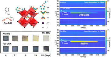 Graphical abstract: Bidentate coordination-induced trap passivation and phase stability in perovskite solar cells via ionic liquid engineering