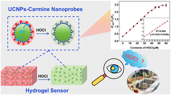 Graphical abstract: Portable upconversion-based hydrogel sensors for visual quantitative detection of HOCl