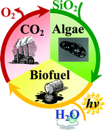Graphical abstract: Cyanobacteria immobilised in porous silica gels: exploring biocompatible synthesis routes for the development of photobioreactors