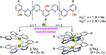 Graphical abstract: Programmed multiple complexation for the creation of helical structures from acyclic phenol–bipyridine oligomer ligands