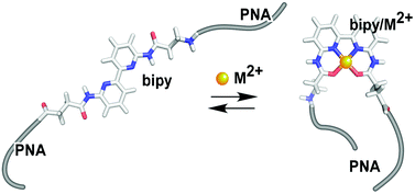 Graphical abstract: Metallo-regulation of the bimolecular triplex formation of a peptide nucleic acid
