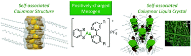 Graphical abstract: Self-association and columnar liquid crystalline phase of cationic alkyl-substituted-bipyridine benzenedithiolato gold(iii) complexes