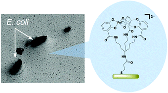 Graphical abstract: Adsorption and detection of Escherichia coli using an Au substrate modified with a catecholate-type artificial siderophore–Fe3+ complex
