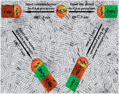 Graphical abstract: Controllable synthesis of metal selenide heterostructures mediated by Ag2Se nanocrystals acting as catalysts