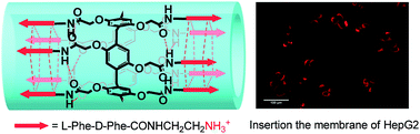 Graphical abstract: A synthetic channel that efficiently inserts into mammalian cell membranes and destroys cancer cells