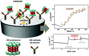Graphical abstract: An antibody-based amperometric biosensor for 20S proteasome activity and inhibitor screening