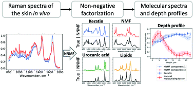 Graphical abstract: Blind source separation of molecular components of the human skin in vivo: non-negative matrix factorization of Raman microspectroscopy data