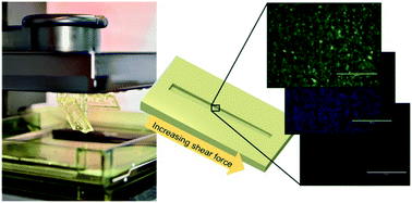 Graphical abstract: Cell adhesion and proliferation on common 3D printing materials used in stereolithography of microfluidic devices
