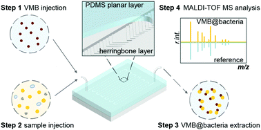 Graphical abstract: Highly efficient enrichment and identification of pathogens using a herringbone microfluidic chip and by MALDI-TOF mass spectrometry