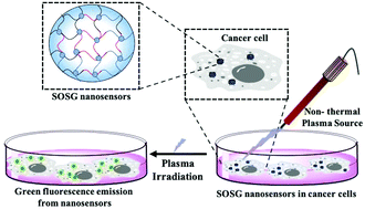 Graphical abstract: Intracellular detection of singlet oxygen using fluorescent nanosensors