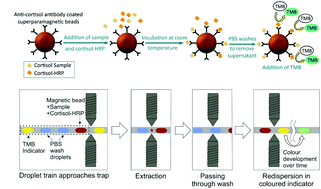Graphical abstract: A portable droplet microfluidic device for cortisol measurements using a competitive heterogeneous assay