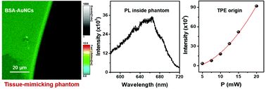 Graphical abstract: Gold nanoclusters performing as contrast agents for non-invasive imaging of tissue-like phantoms via two-photon excited fluorescence lifetime imaging