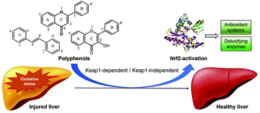 Graphical abstract: Dietary phenolic-type Nrf2-activators: implications in the control of toxin-induced hepatic disorders