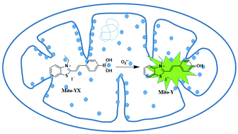 Graphical abstract: A new mitochondria-targeted fluorescent probe for exogenous and endogenous superoxide anion imaging in living cells and pneumonia tissue