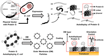 Graphical abstract: Autodisplay of streptococcal protein G for construction of an orientation-controlled immunoaffinity layer