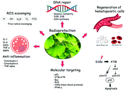 Graphical abstract: Potentialities of Ginkgo extract on toxicants, toxins, and radiation: a critical review