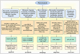 Graphical abstract: Potential roles and molecular mechanisms of phytochemicals against cancer