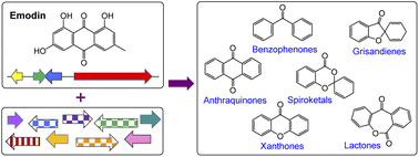 Graphical abstract: The ‘emodin family’ of fungal natural products–amalgamating a century of research with recent genomics-based advances