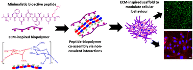 Graphical abstract: Designing ECM-inspired supramolecular scaffolds by utilizing the interactions between a minimalistic neuroactive peptide and heparin