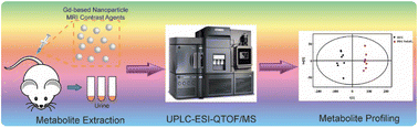 Graphical abstract: Metabolomics-derived biomarkers for biosafety assessment of Gd-based nanoparticle magnetic resonance imaging contrast agents