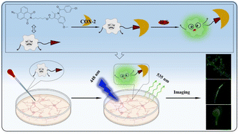 Graphical abstract: A COX2-targeting cancer-specific fluorescent probe for hydrogen sulfide detection in living cells, Caenorhabditis elegans, and zebrafish