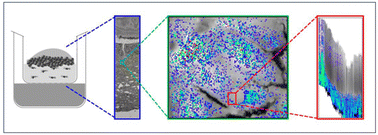 Graphical abstract: Label-free mapping of cetuximab in multi-layered tumor oral mucosa models by atomic force-microscopy-based infrared spectroscopy