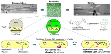 Graphical abstract: High-throughput direct screening of restriction endonuclease using a microfluidic fluorescence-activated drop sorter based on the SOS response in Escherichia coli