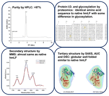 Graphical abstract: Characterization of recombinant human lactoferrin expressed in Komagataella phaffii