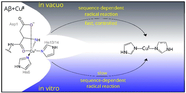 Graphical abstract: Mass spectrometry reflects key aspects of copper-amyloid β chemistry