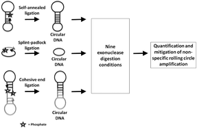 Graphical abstract: Probing the role of ligation and exonuclease digestion towards non-specific amplification in bioanalytical RCA assays