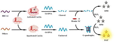 Graphical abstract: Dual-mode colorimetric and fluorescence detection of BRCA1 based on a CRISPR-Cas12a system