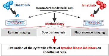 Graphical abstract: Assessing endothelial cytotoxicity induced by tyrosine kinase inhibitors: insights from Raman and fluorescence imaging
