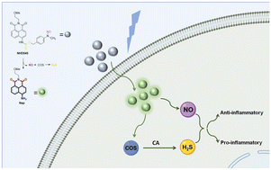 Graphical abstract: A photo-triggered dual-gas donor of nitric oxide and hydrogen sulfide with fluorescence for real-time monitoring of its release